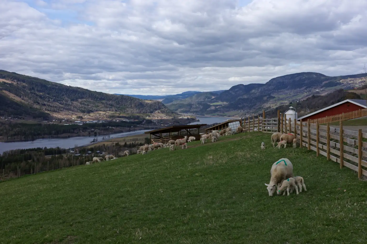 Utkikksbilde over Gudbrandsdalen, tatt fra en gård der sauer går på beite. Flere av sauene har fått fargede kors malt på seg.