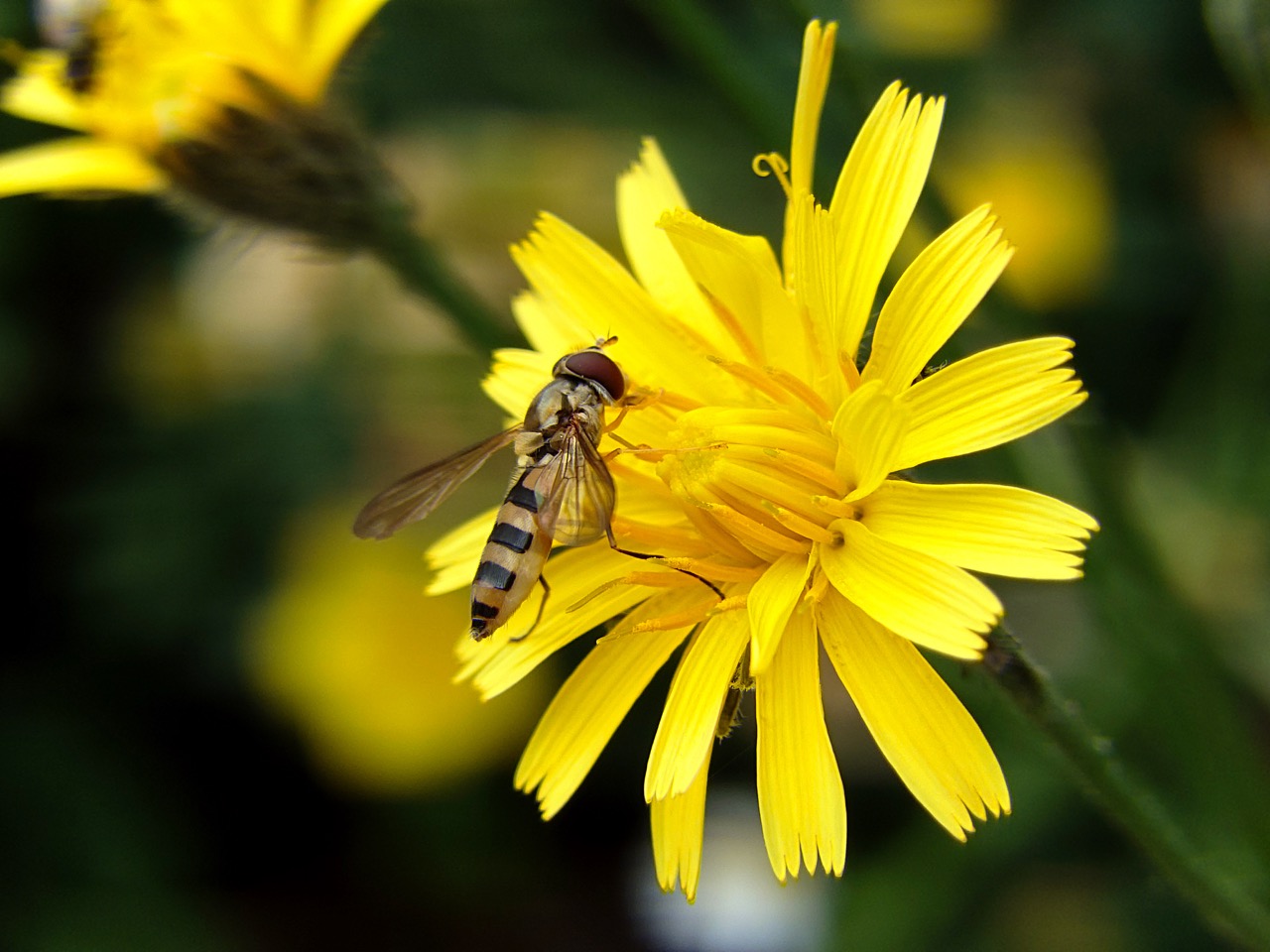 Nærbilde av en blomsterflue som sitter og drikker nektar fra en knall gul blomst. Bakgrunnen er uskarp, men detaljene i vingene og på kroppen til den lille fluen er tydelige.